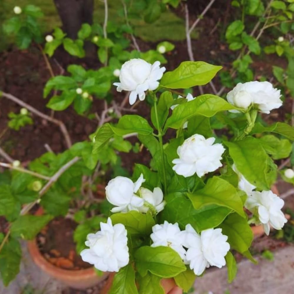 3 Maid of Orlean Jasmine Plants Live, Live Jasmine Plants, Sambac Jasmine Live Plants, 4 to 6 Inc Long, Jasmine Live Plants for Grow Garden