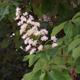 Horse Chestnut Live Tree Plant 4" Pot, Chestnut Plant Live, Hardy Ornamental Large Leaf Deciduous Tree for Garden