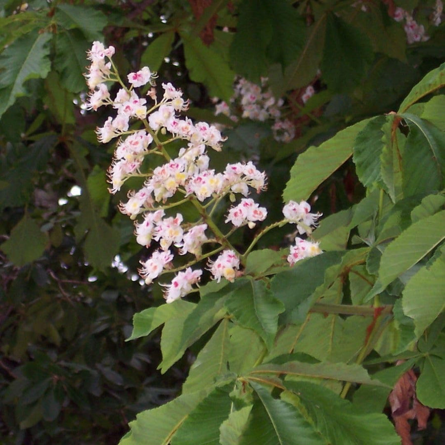 Horse Chestnut Live Tree Plant 4" Pot, Chestnut Plant Live, Hardy Ornamental Large Leaf Deciduous Tree for Garden