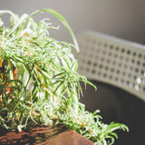 Curly Spider Plant Live, Airplane Houseplant Ready to Grow Indoors or Outdoors in 4" Pot