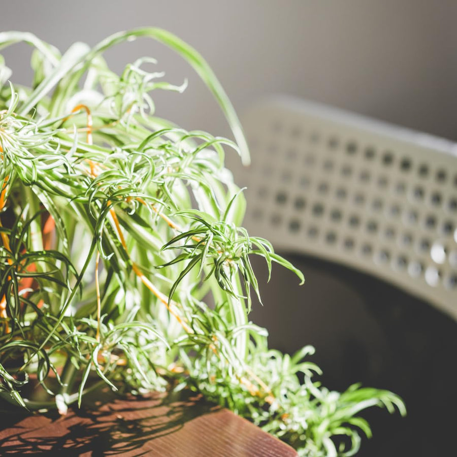 Curly Spider Plant Live, Airplane Houseplant Ready to Grow Indoors or Outdoors in 4" Pot