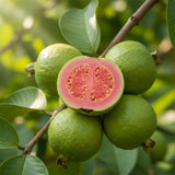 Pink Guava Tree Live Plant, Guava Plant Live, 8 to 10 Inches Tall, Sweet Tropical Fruit Tree for Indoor Outdoor Growing