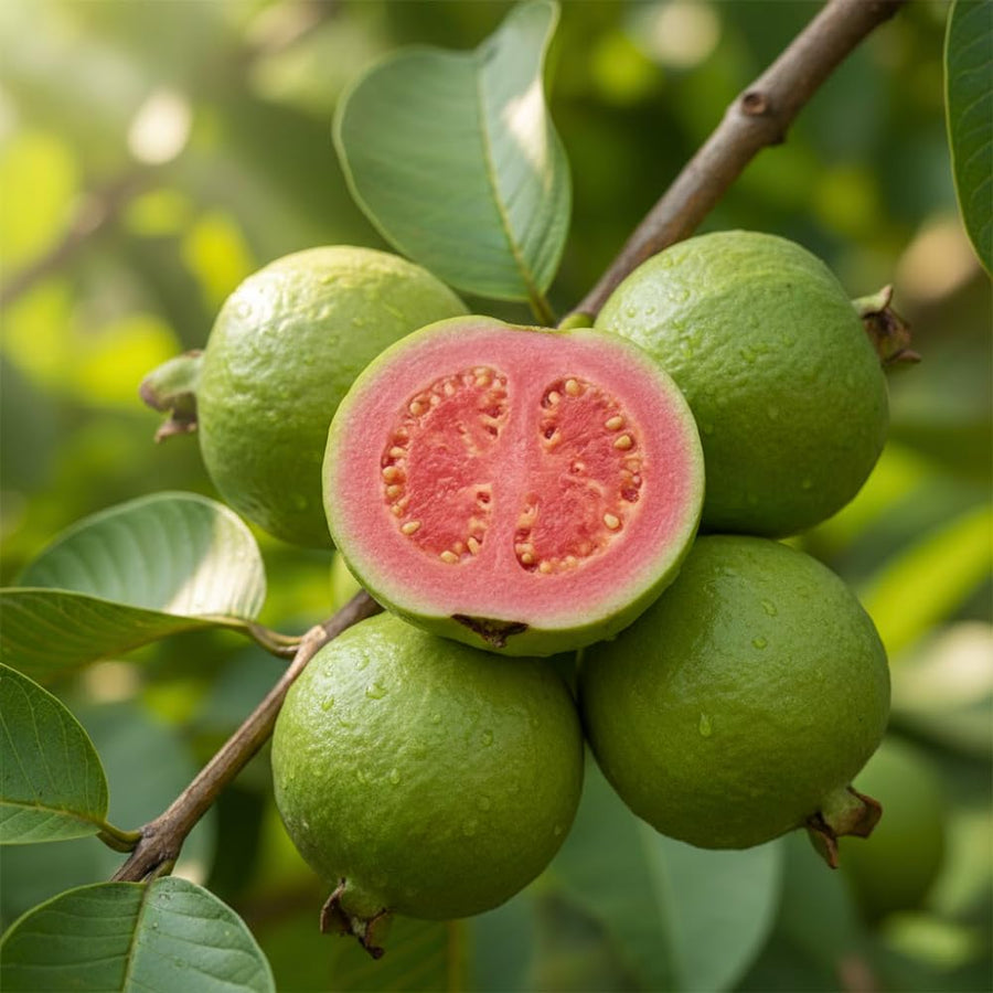 Pink Guava Tree Live Plant, Guava Plant Live, 8 to 10 Inches Tall, Sweet Tropical Fruit Tree for Indoor Outdoor Growing
