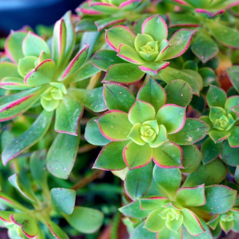 Green Aeonium Succulent Plant Live in 2" Pot, Rosette Succulent, Easy Indoor Outdoor Plant