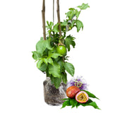 Live Passionfruit Plant Vine - 6 to 8 Inches Tall, Hardy and Fruit-Bearing, Purple Passion Fruit Tree Live Plant, for Planting Home Gardens and Containers