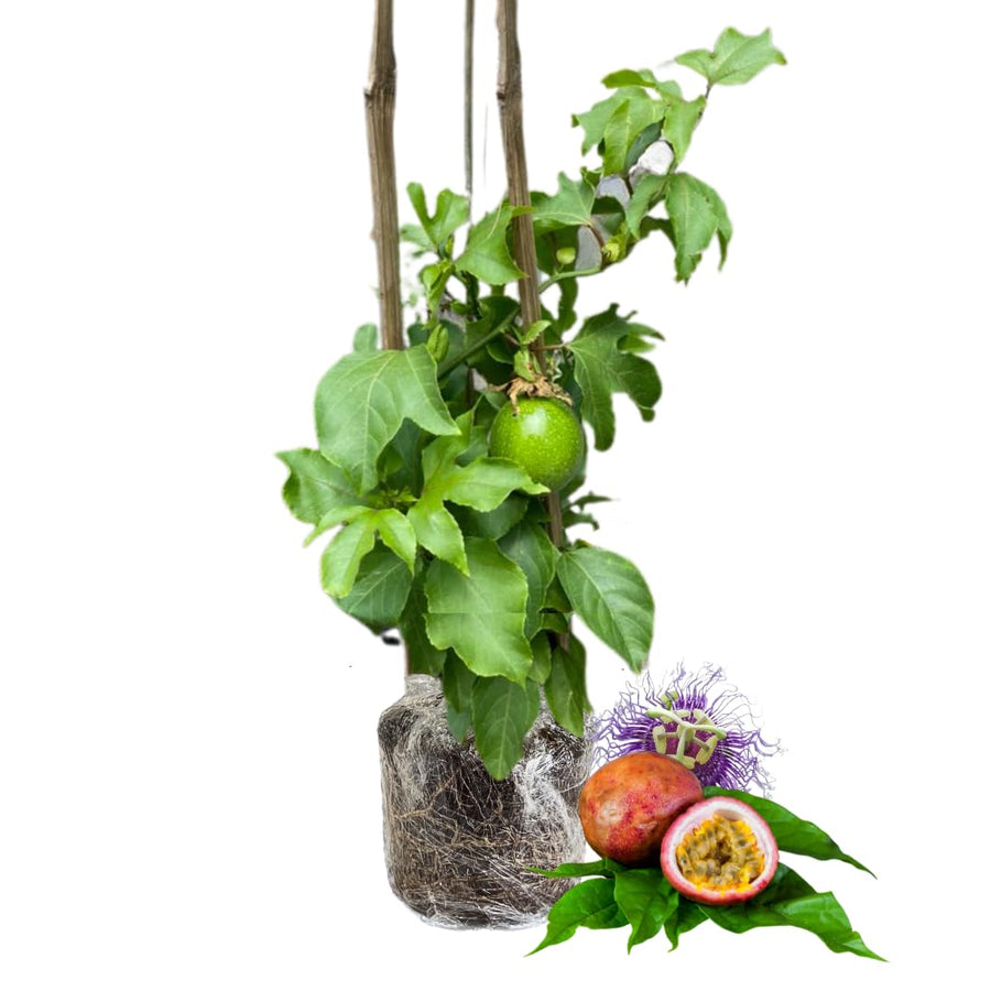 Live Passionfruit Plant Vine - 6 to 8 Inches Tall, Hardy and Fruit-Bearing, Purple Passion Fruit Tree Live Plant, for Planting Home Gardens and Containers