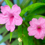 2 Mexican Petunias Live Plants, Petunia Plants Live, Live Petunia Plants Outdoor, Zone 8 to 11, Size 4 to 7 Inch Tall, Pink