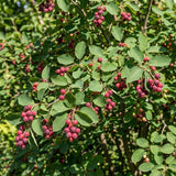 2 Serviceberry Bare Root Plants 14-16 Inches Tall, Cold Hardy Berry Plant for Outdoor Garden, Ready to Grow