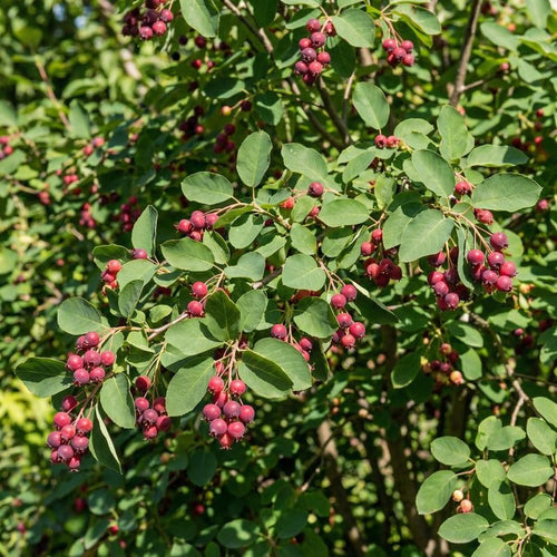 2 Serviceberry Bare Root Plants 14-16 Inches Tall, Cold Hardy Berry Plant for Outdoor Garden, Ready to Grow