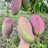 Grafted Mango Tree Live, 2 Feet Tall, Tropical Pride Mango Fruit Tree for Outdoor Planting