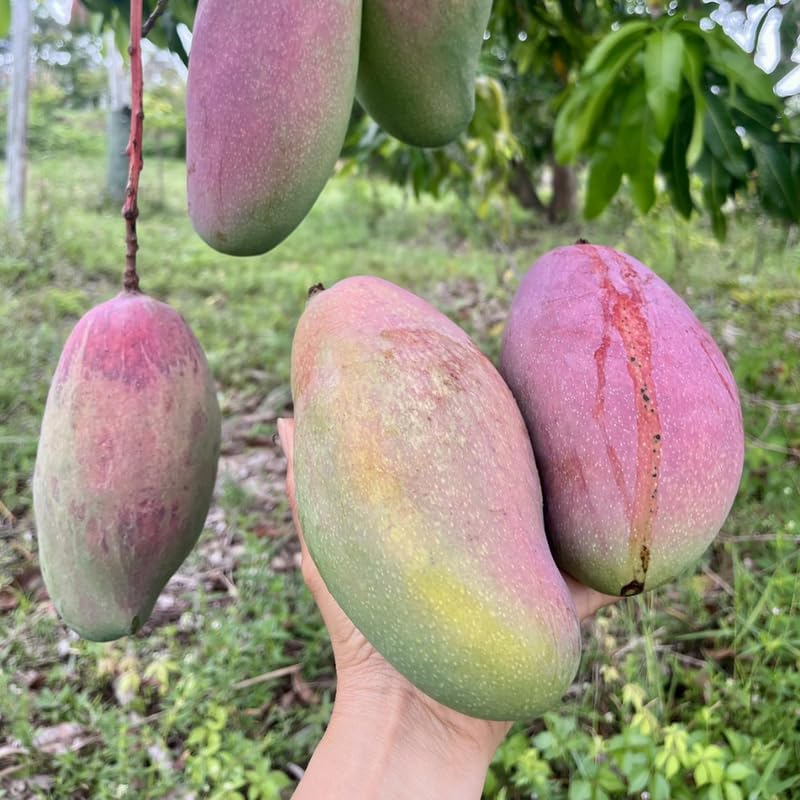 Grafted Mango Tree Live, 2 Feet Tall, Tropical Pride Mango Fruit Tree for Outdoor Planting