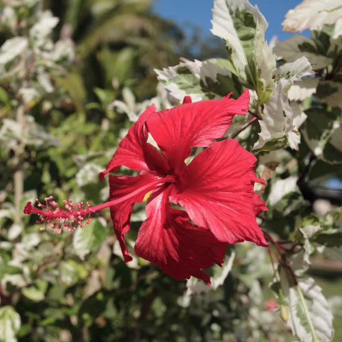 Set 2 Hardy Hibiscus Plants Live, Perennial Hibiscus Flower Trees 7-10 Inches, Outdoor Garden Planting - Red Variegated