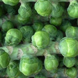 Pack 500+ Brussels Sprouts Seeds, Green Vegetable Seeds for Garden Planting