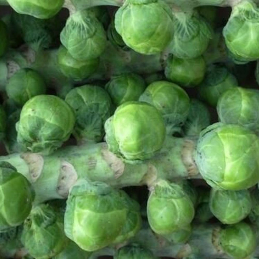 Pack 500+ Brussels Sprouts Seeds, Green Vegetable Seeds for Garden Planting