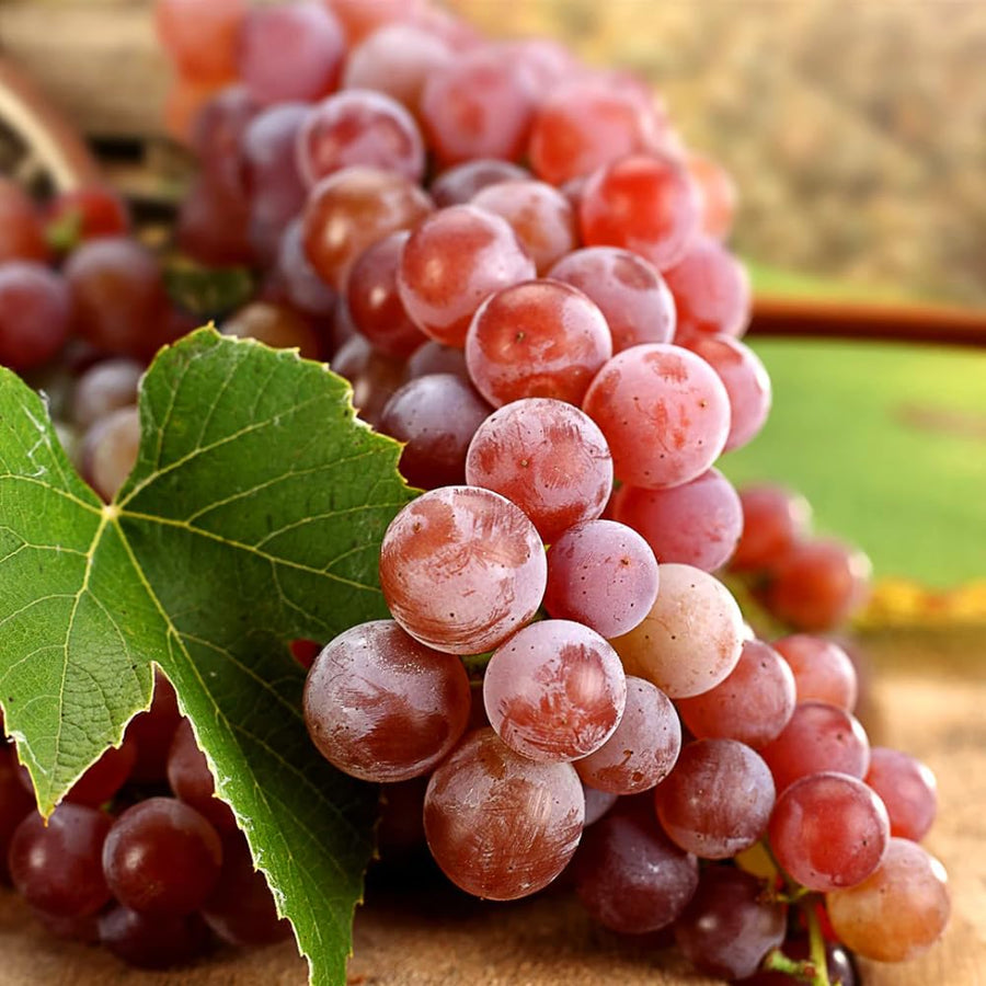 Red Grape Vine Plant Live for Planting Outdoors, Grape Plant Live Grape Tree to Grow 1-2 Years Old, Grape Fruit Tree Live Plant