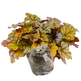 Heuchera Live Plant, Heuchera Coral Bells Live Plant, Yellow Orange to Red Heuchera Houseplant, 5-8 Inc Tall, Change Color Leaf Heuchera