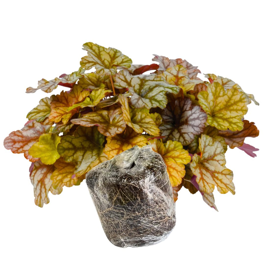 Heuchera Live Plant, Heuchera Coral Bells Live Plant, Yellow Orange to Red Heuchera Houseplant, 5-8 Inc Tall, Change Color Leaf Heuchera