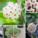 Live Hoya Carnosa Plant, Variegated Tricolor Hoya, Vine Hoya Plant 4-6 Inch for Planting