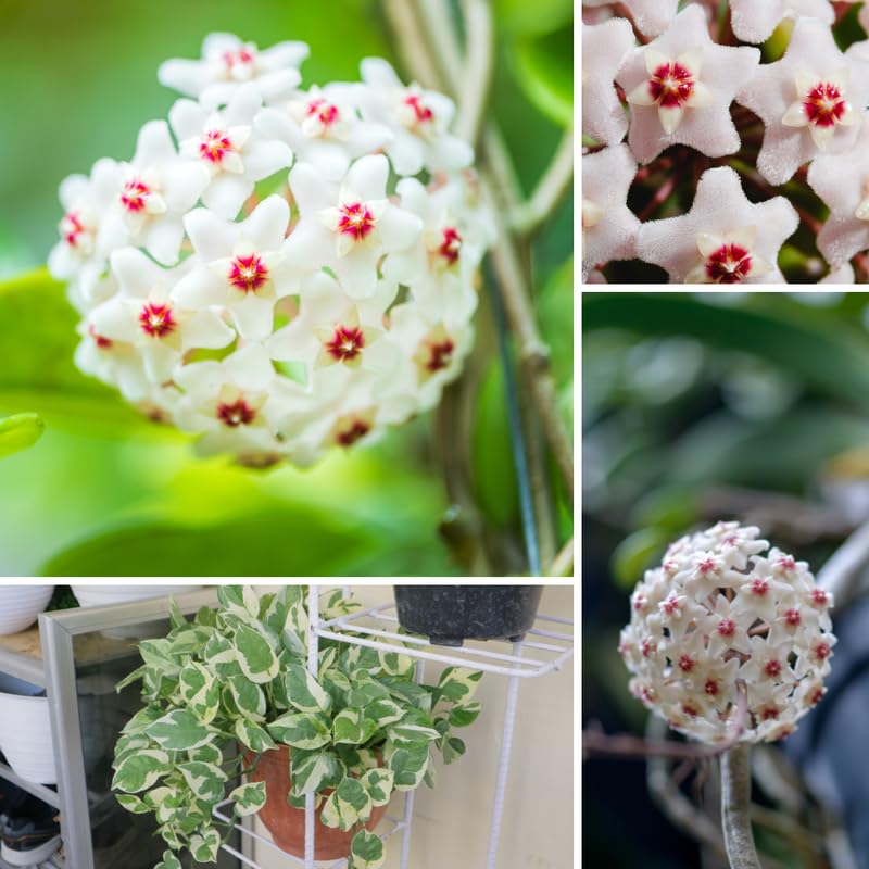 Live Hoya Carnosa Plant, Variegated Tricolor Hoya, Vine Hoya Plant 4-6 Inch for Planting