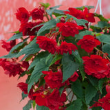 3 Begonia Live Plants, Begonia Flowering Plants, Flowers Outdoor Garden 4 Inches