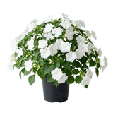 White Impatiens Live Plant in 4-Inch Pot, Impatiens Plant 3-5 Inch Tall, Flowering Annual for Gardens and Containers