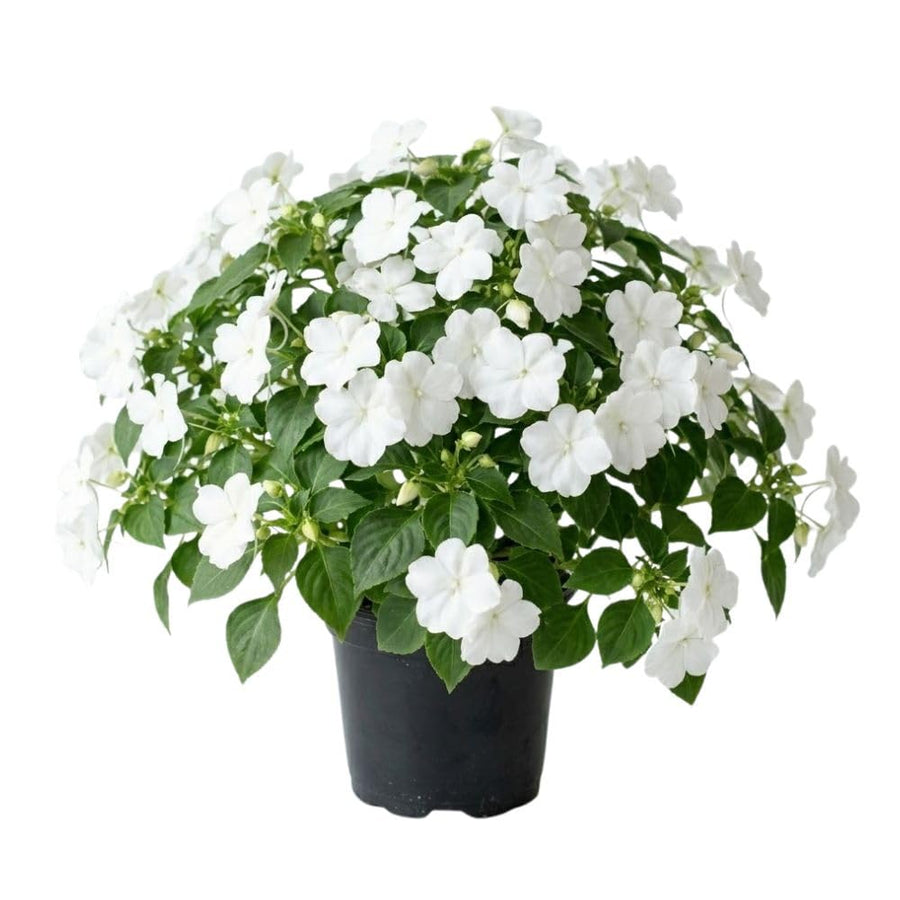 White Impatiens Live Plant in 4-Inch Pot, Impatiens Plant 3-5 Inch Tall, Flowering Annual for Gardens and Containers