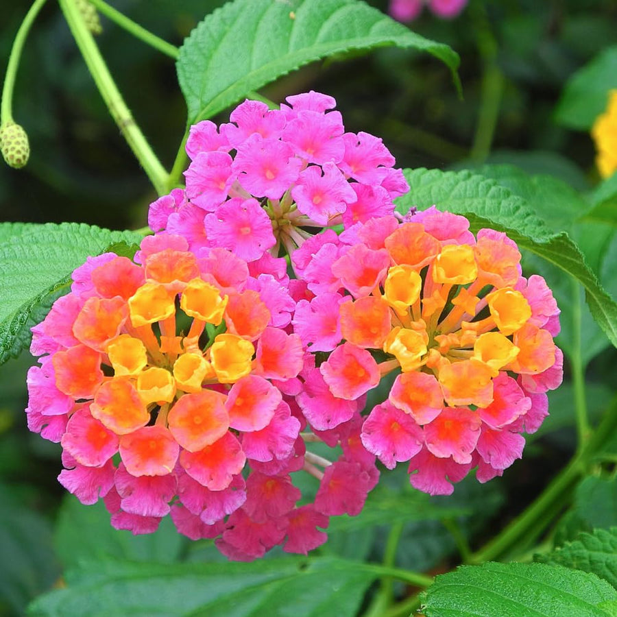 2 Trailing Lantana Plants Live for Indoor Outdoor, 6-9 Inch Tall, Live Lantana Flowers Home Garden (Pink Lantana)