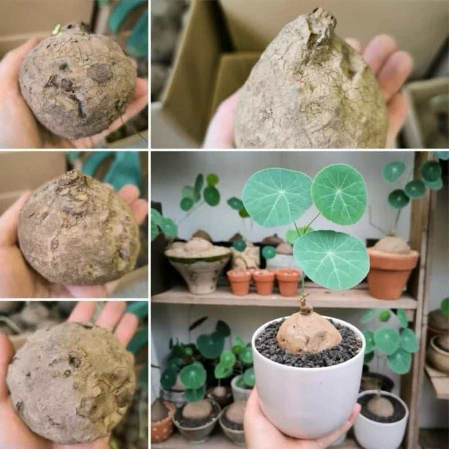 Medium (M Size) Stephania Cephalantha Plant Caudex Bulb, 2.5-3" Rare Unique Succulent with No Hair Roots, Home Decor, Houseplant, Cold Hardy