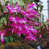 Pink Christmas Cactus Plant Live Christmas Cactus, Holiday Cactus Live Plant Pot, Houseplant, 5 to 7 Inc Tall