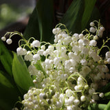 10 Lily of the Valley Bulbs for Planting, Lily of the Valley Roots Gardening