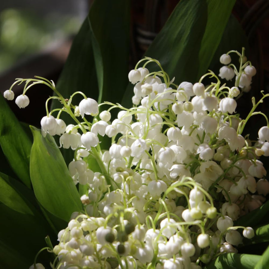10 Lily of the Valley Bulbs for Planting, Lily of the Valley Roots Gardening