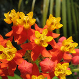 Milkweed Plants Live, Red Milkweed Plant for Planting, Tropical Milkweed Plant, Bloodflower Milkweed Live Plant Indoor Outdoor Garden