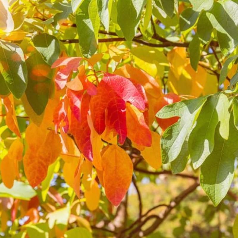 Sassafras Tree Live Plant in Quart Pot, 6-12" Tall Sassafras albidum Tree for Garden, Landscape, and Native Planting