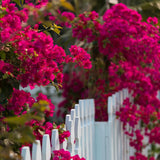 2 Trailing Bougainvillea Plants Live, Hardy Flowering Bougainvillea Plants for Hanging Basket, Container Growing, 4-8 Inches Tall (Pinkish)