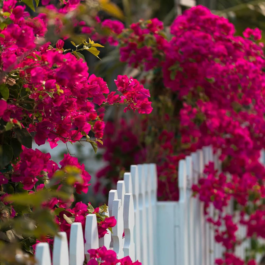 2 Trailing Bougainvillea Plants Live, Hardy Flowering Bougainvillea Plants for Hanging Basket, Container Growing, 4-8 Inches Tall (Pinkish)