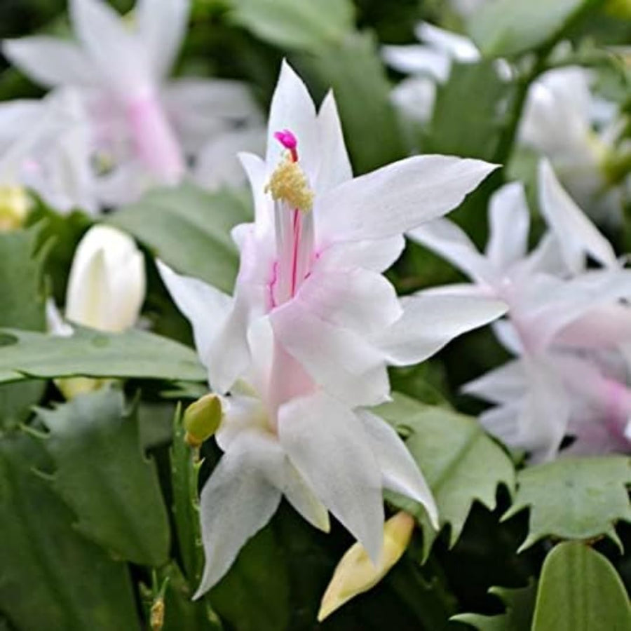 White Thanksgiving Cactus in 4" Pot for Spring Planting, Indoor Outdoor Home Decor