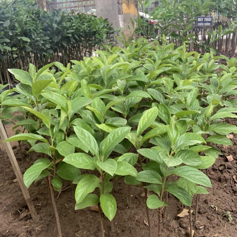 Common Persimmon Trees Live Plants Seedlings, 8-15 Inches Dormant in Winter, Outdoor Planting, Cold Hardy