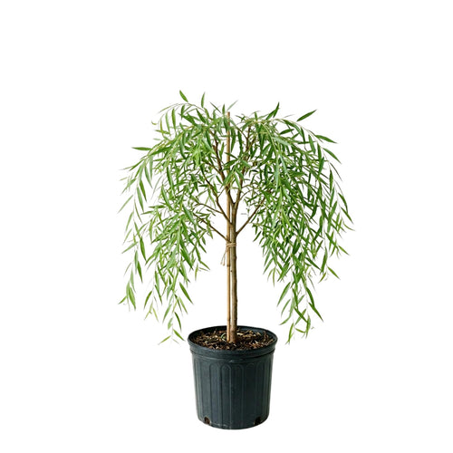 2 Weeping Willow Tree Live Plants, 2-3 Feet Tall, Weeping Willow Tree for Outdoor Garden