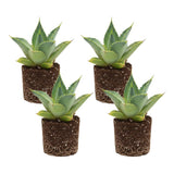 Pack 4 Agave Plants Live, Blue Agave Century Plant, 3 to 5 Inches Tall, Hardy Succulent Plant for Indoor Outdoor Growing