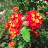Set 2 Trailing Lantana Plants Live for Planting, 6-9" Height, Ornamental Lantana Live Plants Ready to Grow (Red Lantana)