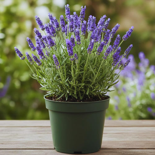 2 Lavender Plants Live Outdoor, Live Lavender Plant, 3 Inches Pot, Fragrant Perennial Herb Gardening Outdoor Indoor