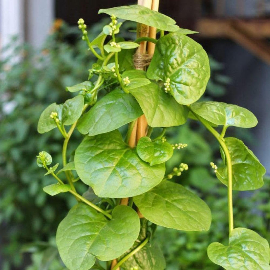 50+ Green Malabar Spinach Seeds for Planting, Mong TOI Poi Sang Ceylon Seeds, Large Leaf Vegetable Seeds for Garden