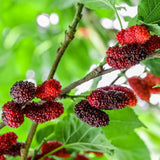 1 Red Mulberry Plant Live 8 to 14 Inc Tall, Quart Pot, Mulberry Tree Live Plant, Sweet Mulberry Fruits Seedlding for Planting Your Graden