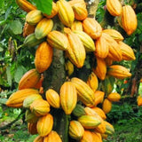8" Cacao Tree Live Plant in Half Gallon Pot, Chocolate Tree Cocoa Plant for Zones 10-11, No CA