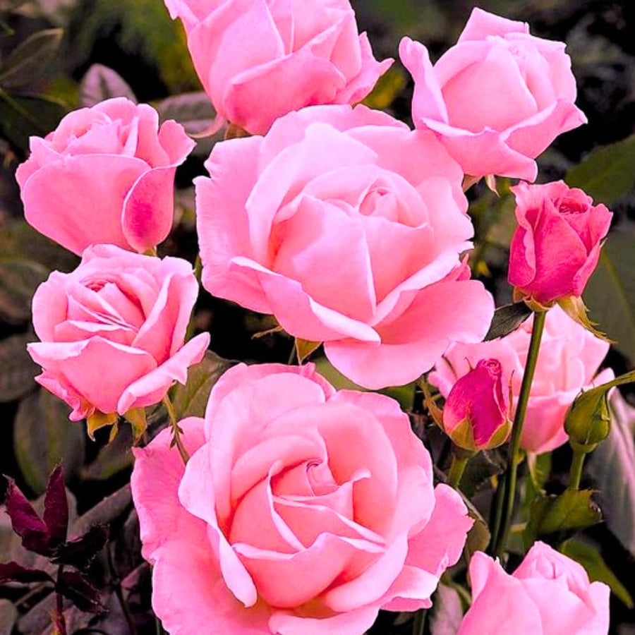 2 Rose Plants Live, Rose Bush Live Plants, Fragrant Rose Flowers, Well Rooted 5-10 Inch Tall, No Pot (Pink Rose)