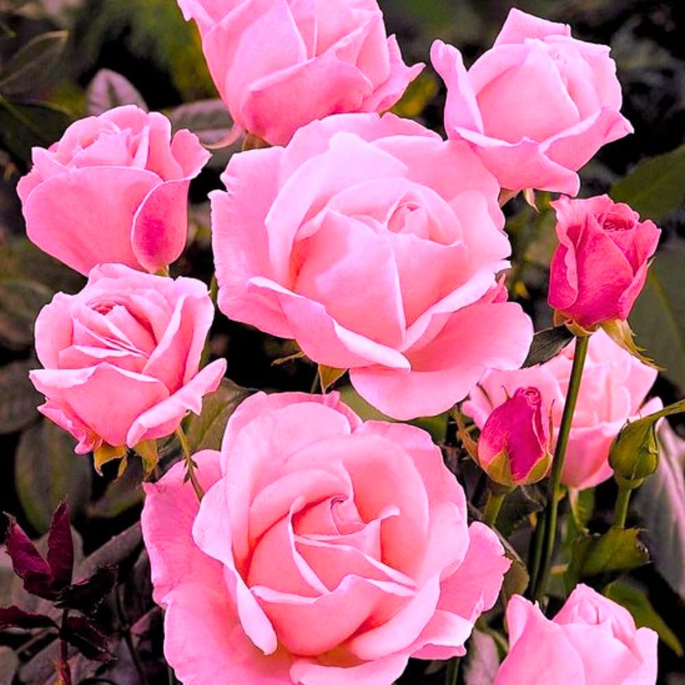 Rare Rose Bush Live Plant - Rose Plant Live to Grow - Bareroot 5-10 Inch Tall - Fragrant Rose Flowers Shrub - No Pot (Pink Rose)