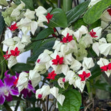 2 White Bleeding Heart Vine 5 to 9 Inch Tall, Clerodendrum Bleeding Heart Plants Live Well Rooted, Ornamental Flowers