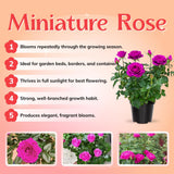 TANKDA Mini Rose Bush, Miniature Rose Flowers in 3'' Pot, Compact Flowering Rose for Indoor Outdoor Gardens and Containers (Pink Roses)