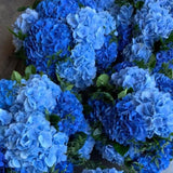 Blue Hydrangea Plant Live, Hydrangea Tree Live Plant Outdoors, 5 to 7 Inches Tall, Shrub Bush Plant