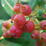 Live Pink Lemonade Blueberry Plant, Blueberry Bush Shrub, Sweet Blueberry, 4 Inch Pot for Growing